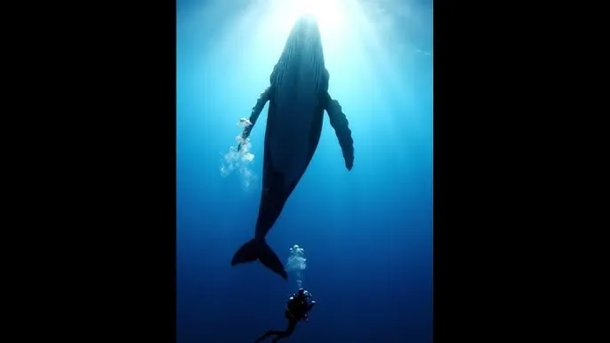 蜜桃在线看 - 深蓝星球：探索海洋深处的未知世界
